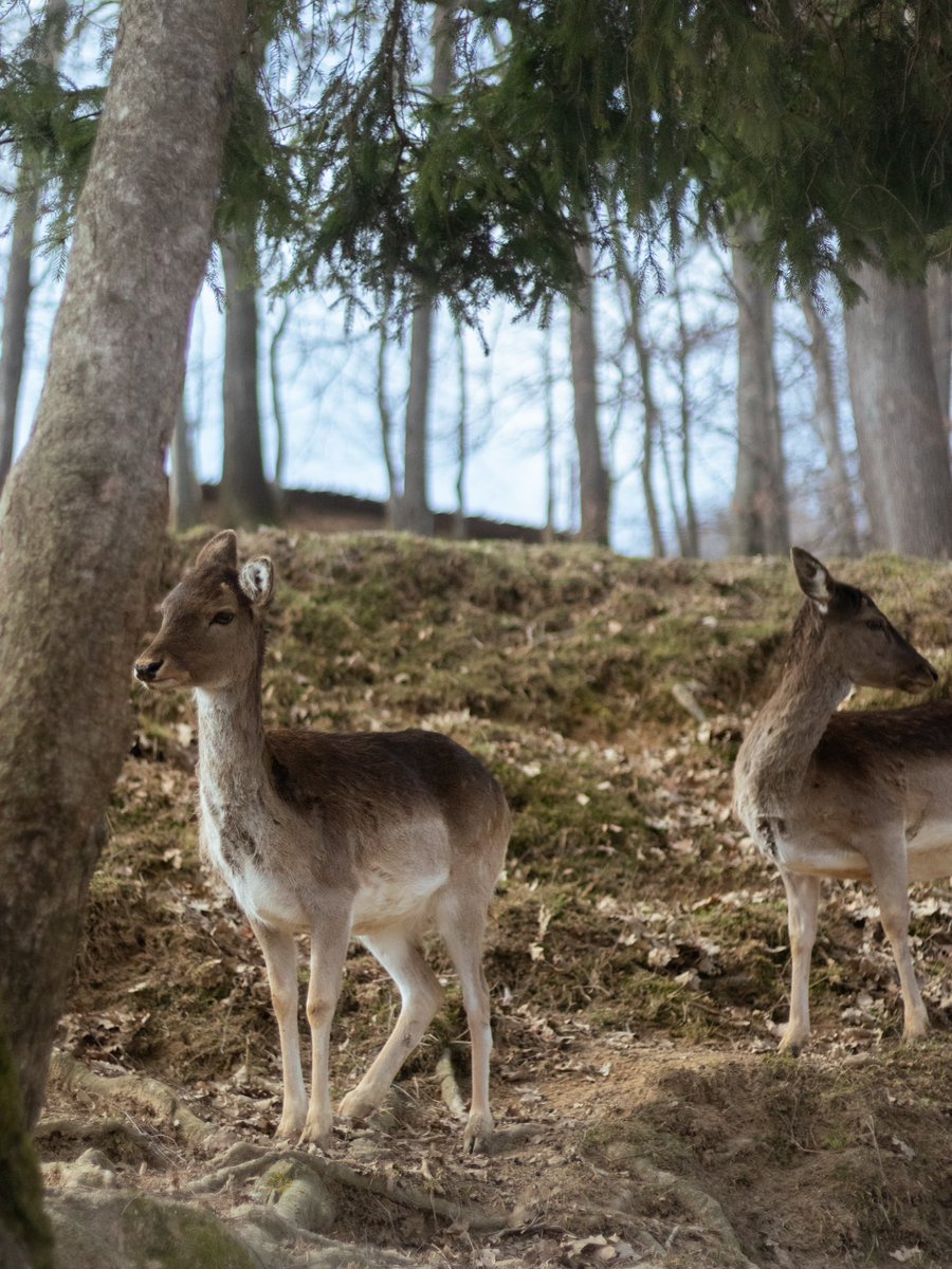 KobPhotos's tweet photo. @moment Some wildlife photography.. Canon M50 https://t.co/kh7lhoVkHO