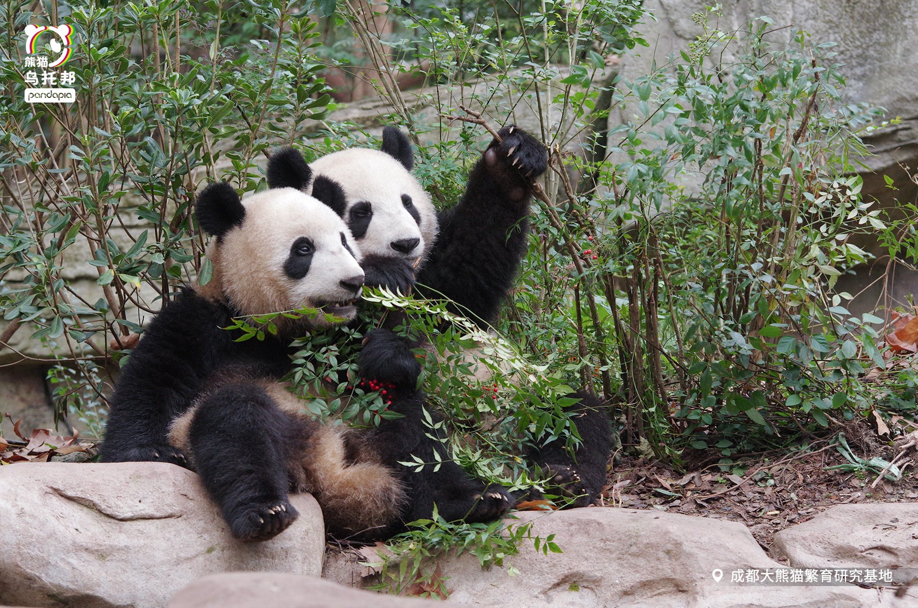 最高級ぬいぐるみ 希少 四川成都パンダ基地 和花ちゃん 5ヶ月 www