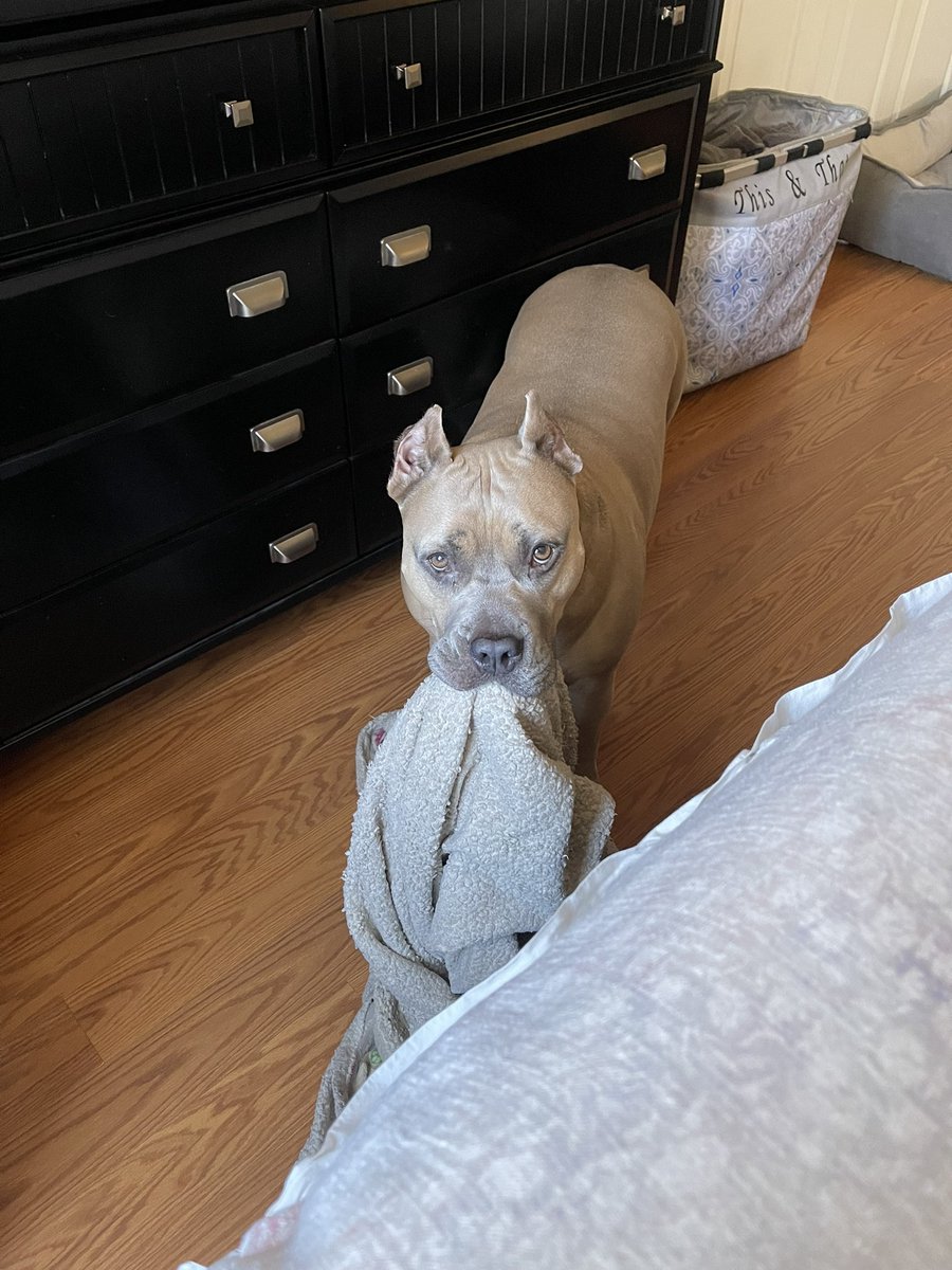 Caitlin_Mully's tweet photo. @nicolconcilio Our bully rescue baby. He enjoys short walks in the grass and a fluffy blanket. https://t.co/3hZM87FWTB