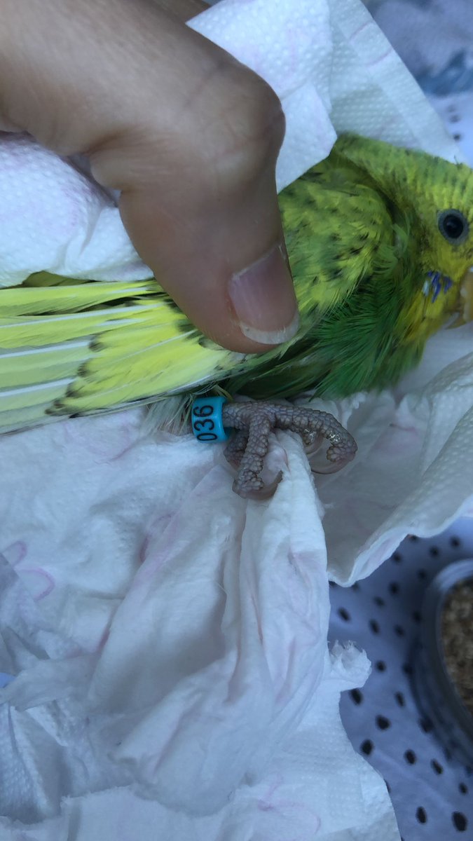 Si alguien ha perdido un periquito por la Albatalia que avise....