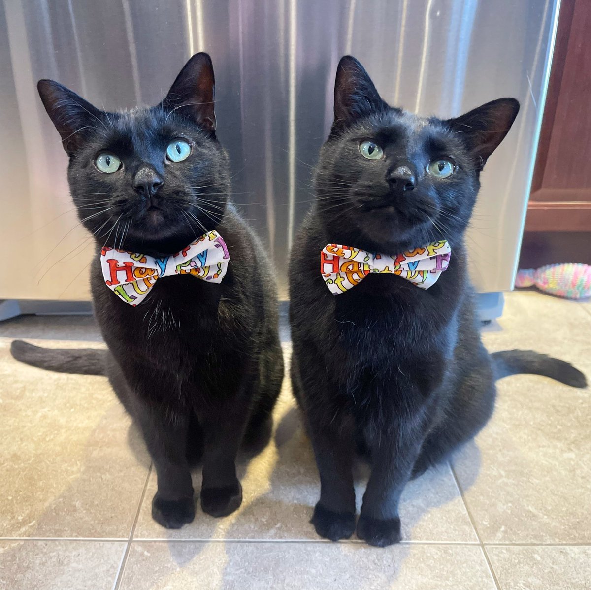 It’s our 7th Birthday today! Can you believe it? Time passes by so quickly. Mom feels like we were kittens not that long ago! We remind her that we will always be her babies though. ☺️♥️
Will you celebrate with us? Join our birthday pawty by using the hashtag #oscarxfelix7thbday