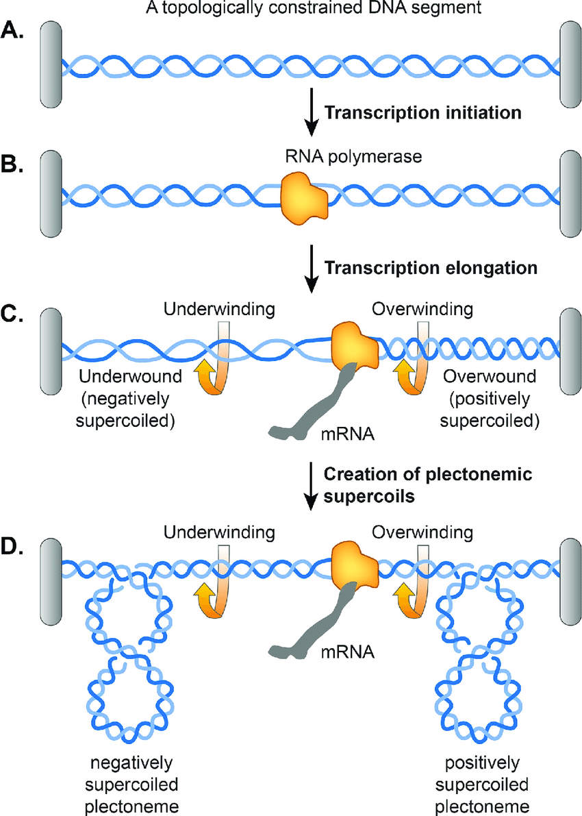 Biophysics question:

In transcription, RNApol generates positive supercoils ahead of it and negative ones behind it

WHY?

Why doesn’t RNApol instead simply track 1 strand of the duplex, follow its helical twist along the duplex, and thus rotate without any supercoil generation?