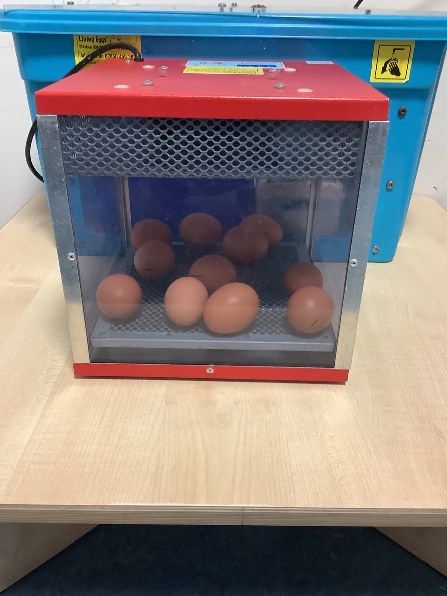 The chicks have arrived in Nursery and we are so excited! Can’t wait to see the chicks hatch and develop over the next few days!