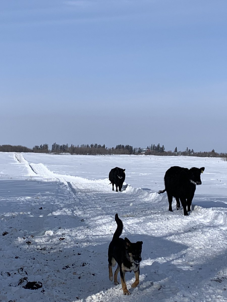 gbtangus's tweet image. Do you even travel? 🧳🏃‍♀️Wether it’s the production females, sale bulls or weaned calves, they are all expected to walk. This groups feed:water route is a two mile hike. It keeps them fit for the upcoming calving season and reveals to us, the ones that can’t hack it. #fitforwork