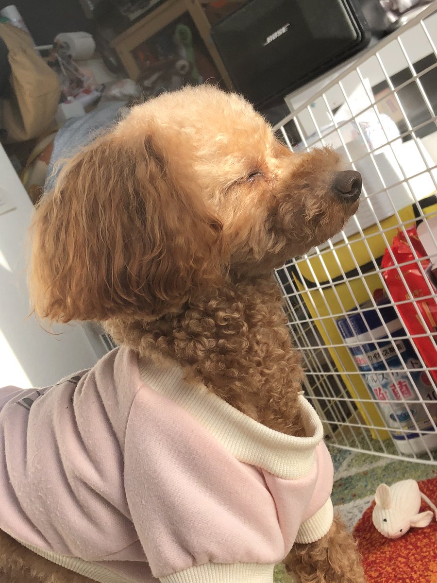 InssI_ps's tweet image. 日が当たって眩しそうにしてるイッヌ