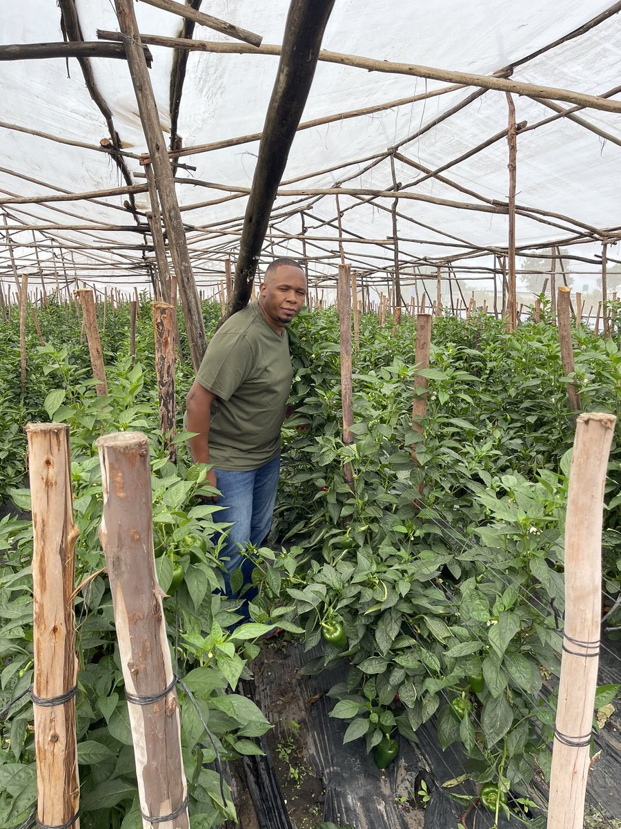 Our best pepper variety. Vargus!, doing so well in these wet conditions. It’s a green to red variety, a must have