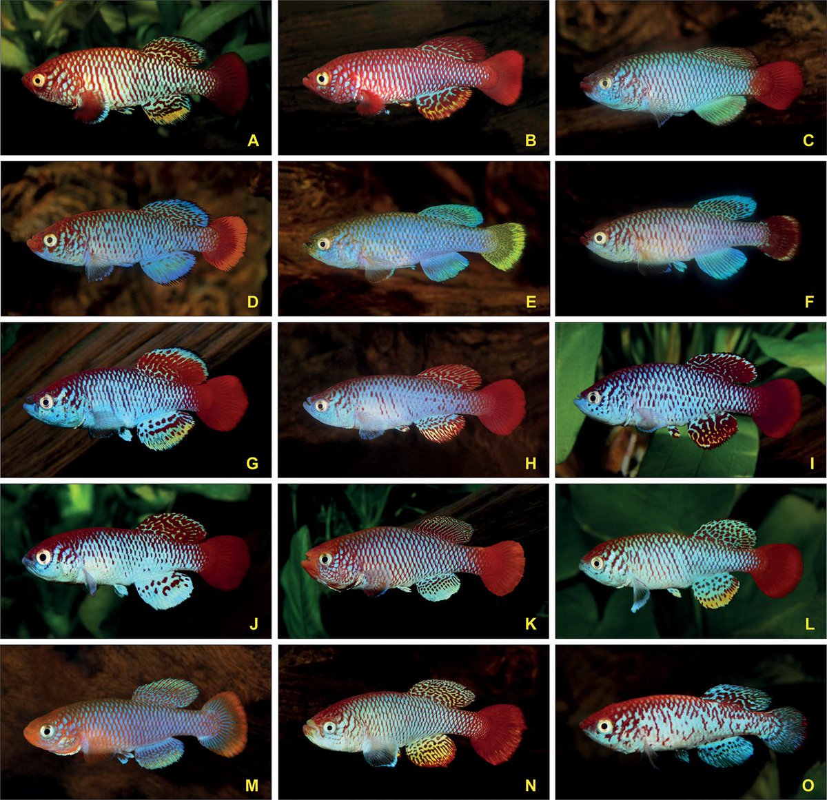 CompCytogen's tweet photo. The #karyotype differentiation of seven members of the N. ugandensis species group was examined by conventional karyotyping. See the results here: https://t.co/eN70csTTwk

#chromosomes #fish #cytogenetics @AlexandrSember @ssimanovsky @IAPGavcr https://t.co/aASbWXSw2H