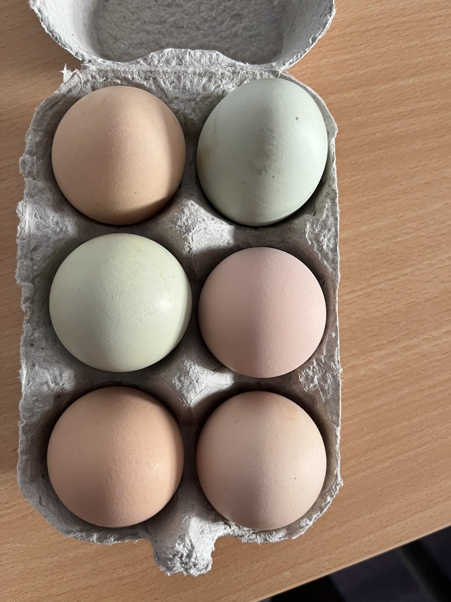 Naomi Duggan (@ntduggan) on Twitter photo When your Medical Director is a multi talented superwoman who brings in fresh eggs because she knows you love them <a href="/GerrySkailes/">Gerry Skailes</a> <a href="/LancsHospitals/">Chorley & Royal Preston</a> When your Medical Director is a multi talented superwoman who brings in fresh eggs because she knows you love them <a href="/GerrySkailes/">Gerry Skailes</a> <a href="/LancsHospitals/">Chorley & Royal Preston</a>