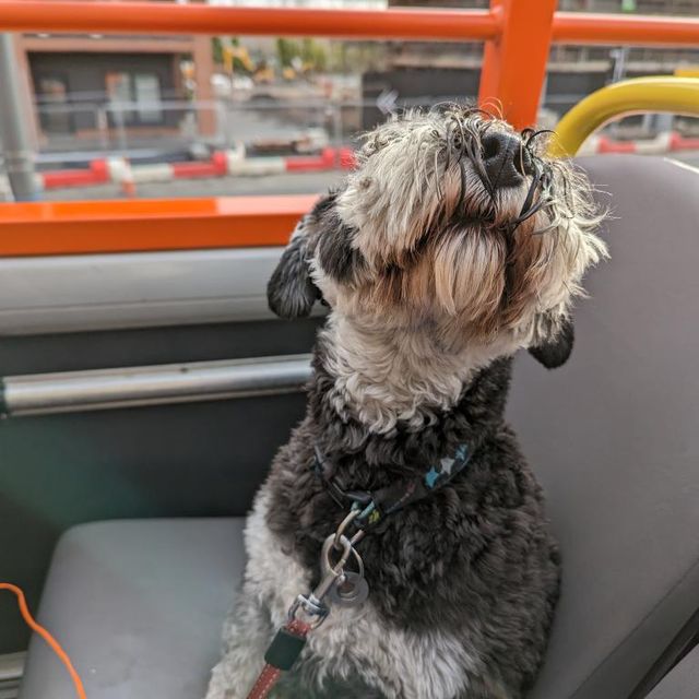 All aboard furry friends🐶 Bright Bus would be delighted to welcome you and your dog on our open-top tours! Cuteness and good behaviour are essential requirements🐾 Here's Mabel the Schnauzer showing how it's done ⬆️