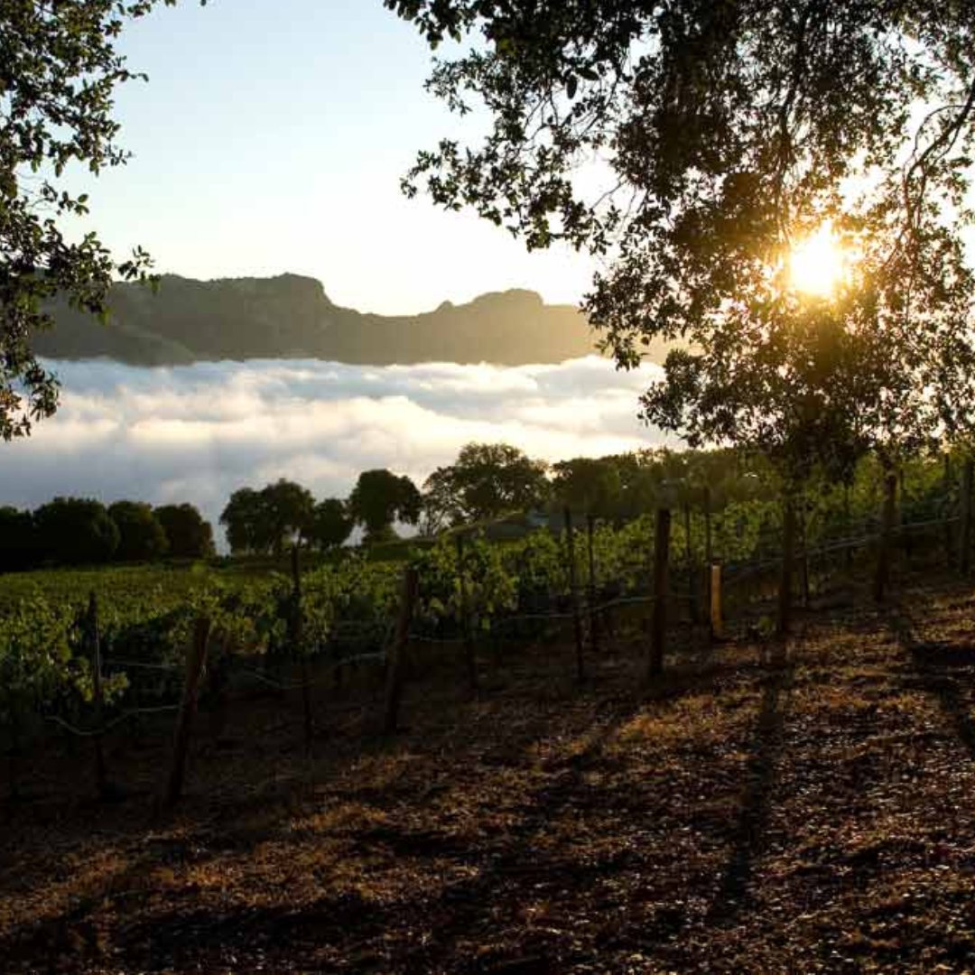On this day February 28, 2002: Basking in the sun like a lizard on a rock, Sonoma County's Rockpile AVA is perched high above Dry Creek Valley. A suitably wild and rugged source for some of Sonoma County's brawniest Zinfandel wines #zinfandel #sonomacounty