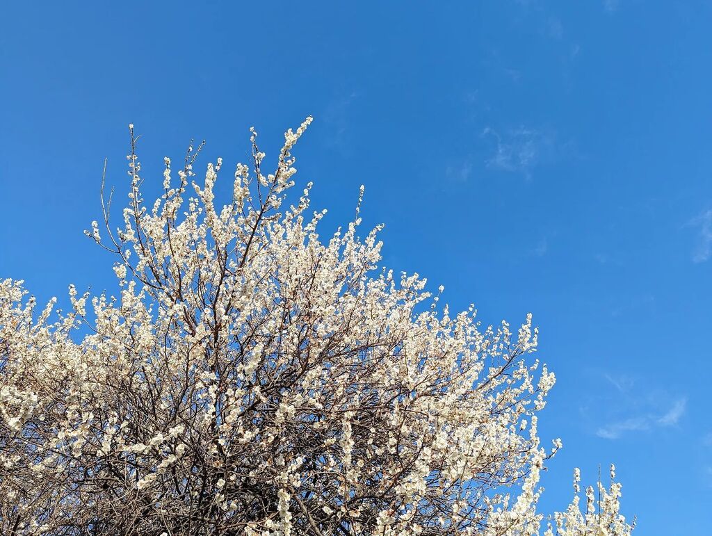 2480071's tweet photo. #springhassprung 
#photooftheday #イマソラ https://t.co/GAje1NTloE https://t.co/9zDoU6ClTe