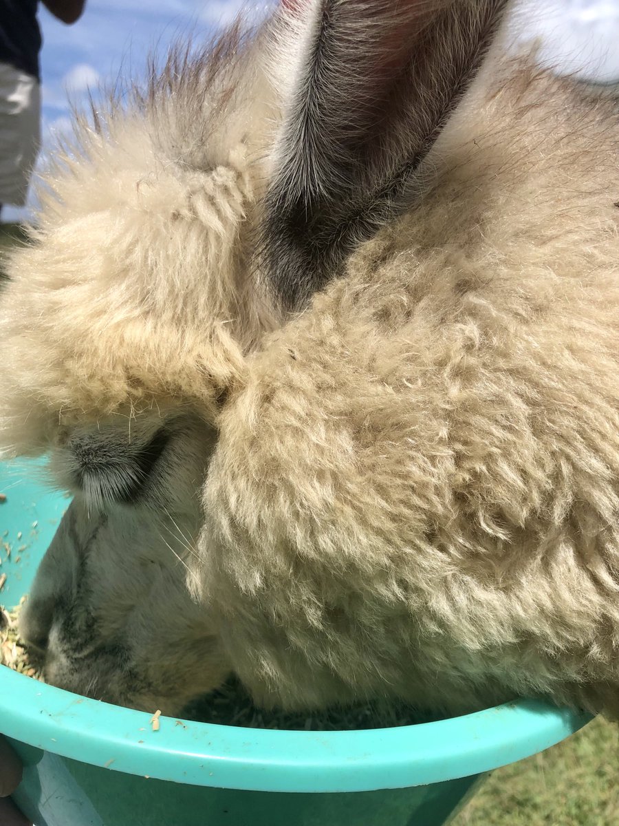 Who wants to floof my floofy floof 🥰 #Apollo I live in the far outter reaches of Alpacastan 😘