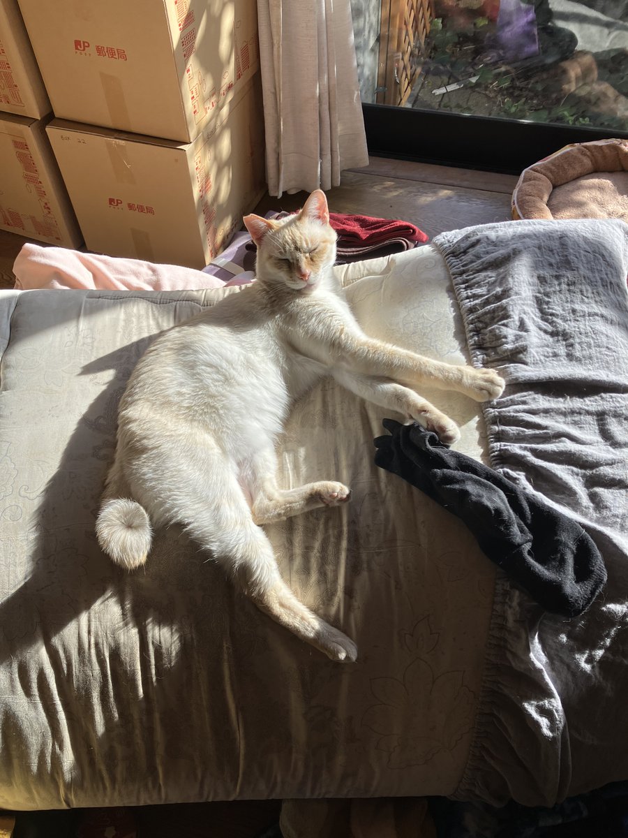 WhiteEnso's tweet image. How am I supposed to pack when this...?
#cat #sleeping #sunny #movinghouse