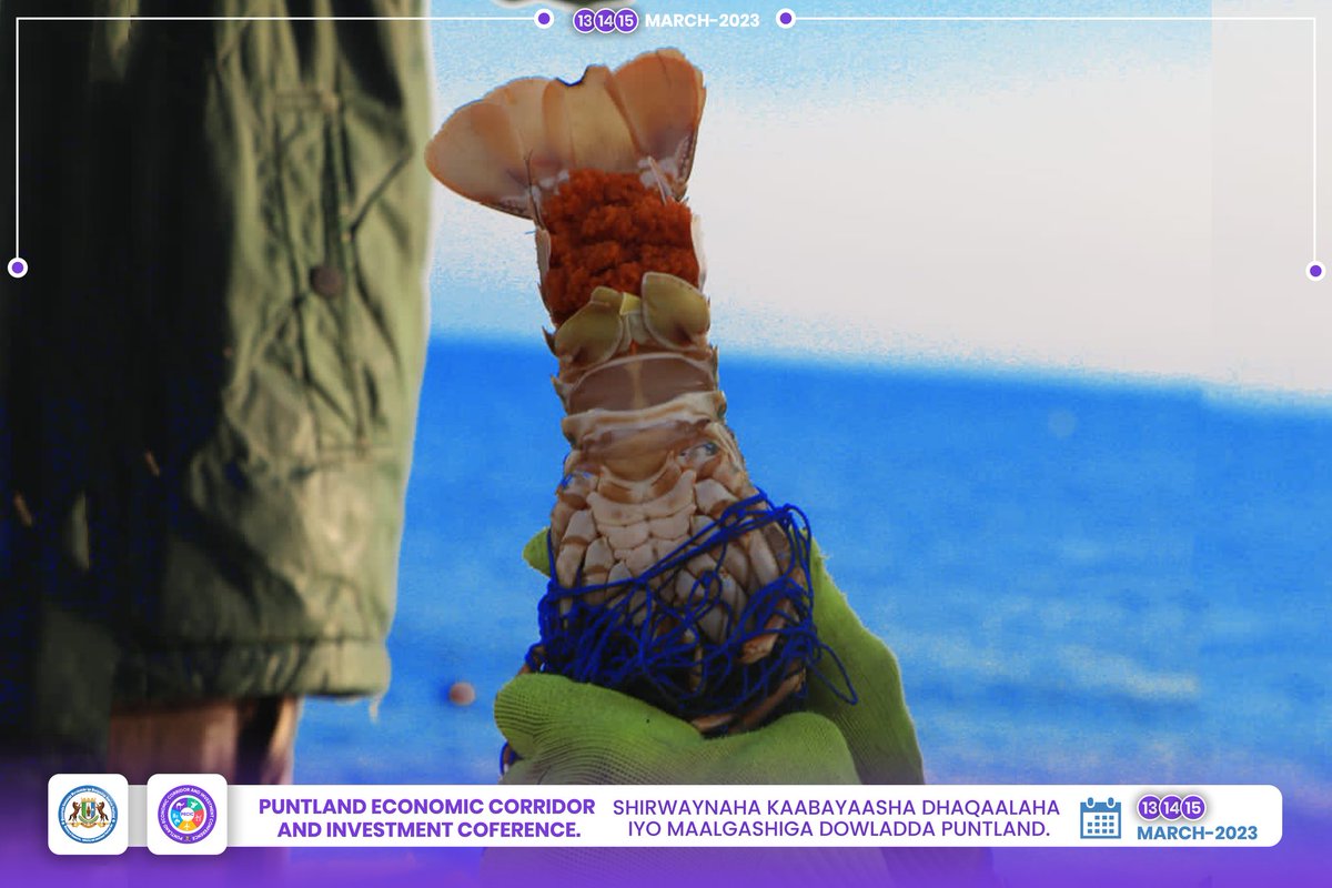 Maalgashiga Kalluumaysiga Puntland Waxay leedahay Xeebta ugu dheer Soomaaliya Waxayna Hodan ku tahay  Kheyraadka badda oo u baahan in looga faaidaysto Maalgashi.

Shirka Kaabayasha Dhaqaalaha iyo Maalgashiga Puntland. 13-15 March 23

#pecic2023
#kheyraadka
#maalgashi