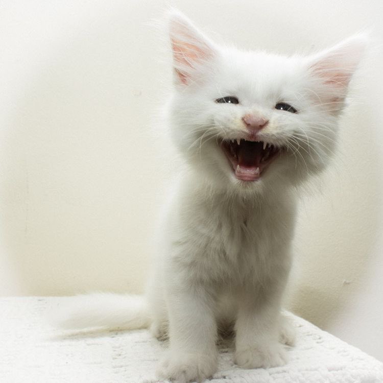 humbeetle's tweet image. dat wuz a silie joke !! !