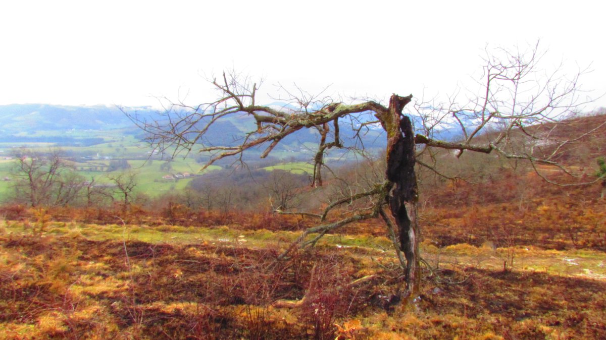 En2023 la PAC donnera 80€ par hectare d'estive
Le salaire moyen des agriculteurs en France n'arrive pas au SMIC
On met donc le feu aussi à des zones non-pâturés pour les maintenir en herbe et toucher l'aide
Les paysan.ne.s sont aussi victimes de ce SYSTHEME TOXIQUE
