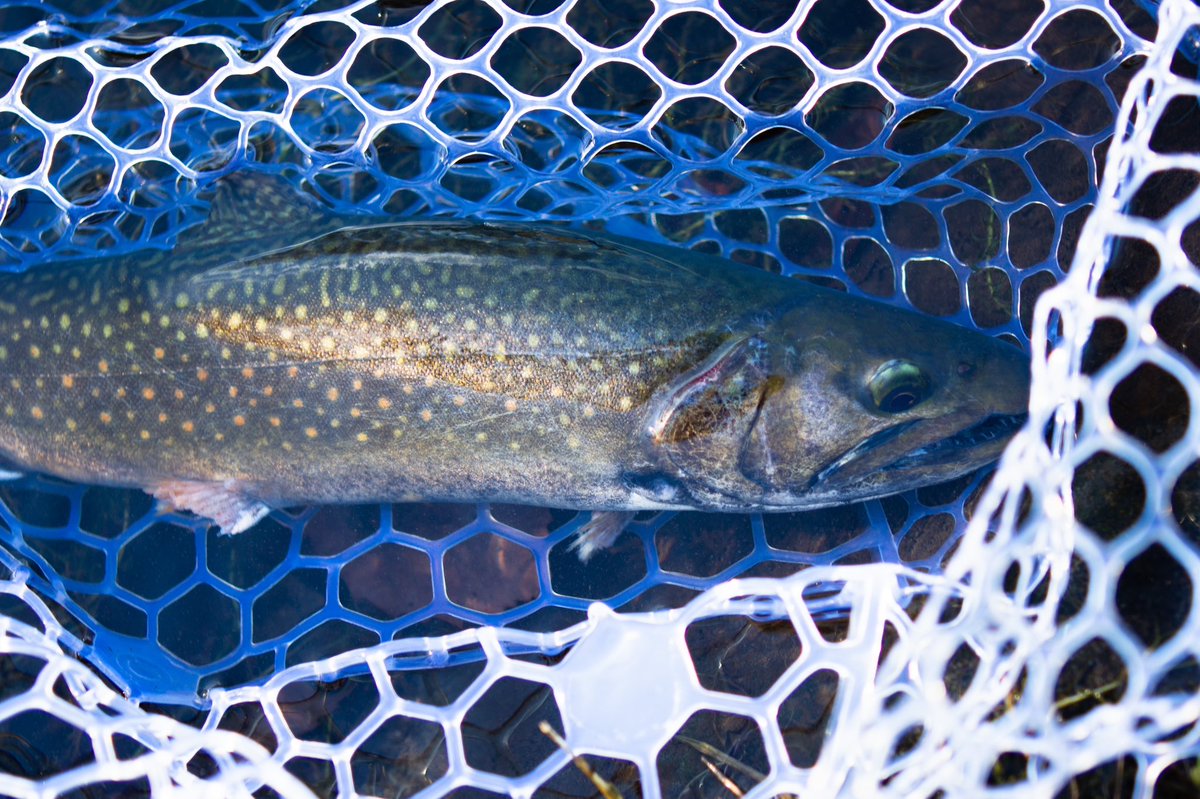 firemouth0325's tweet photo. 今日は、蔵王フォレストスプリングスへ。
天気に合わせて、魚の動きも良くなっていくような1日でした。
GoProのバッテリー忘れたと思って、NEX-7で動画も頑張って見たり、色々刺激的な一日。
最後に、良き、ジャガートラウトに出会えて幸せでした。
＃蔵王フォレストスプリングス
＃Xt511S
#next7 https://t.co/j1cq5XkWiI