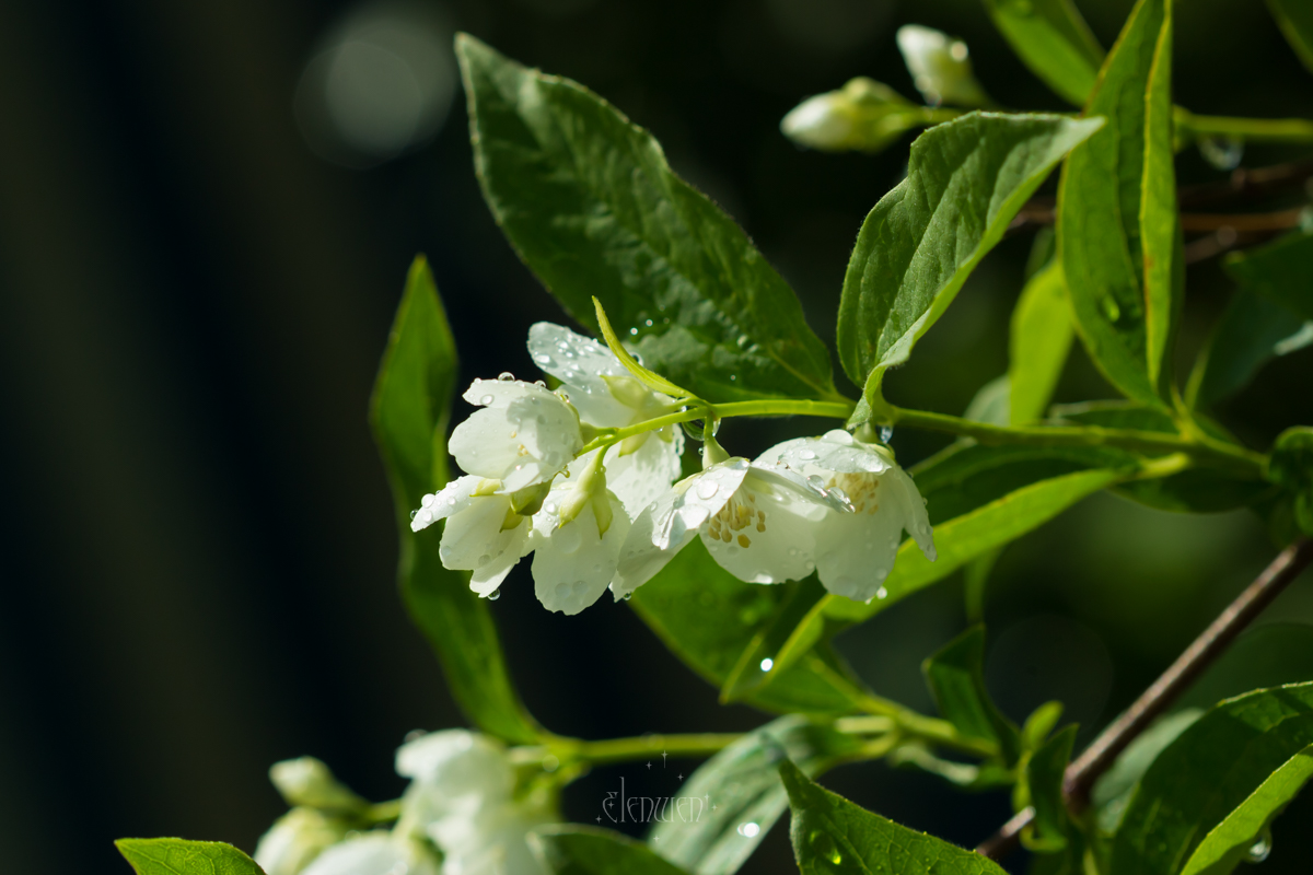 elena__volgina's tweet photo. 🌺 #PhiladelphusCoronarius #Philadelphus #Hydrangeaceae
#ЧубушникВенечный #Чубушник #Гортензиевые https://t.co/0YCF7PHPTl