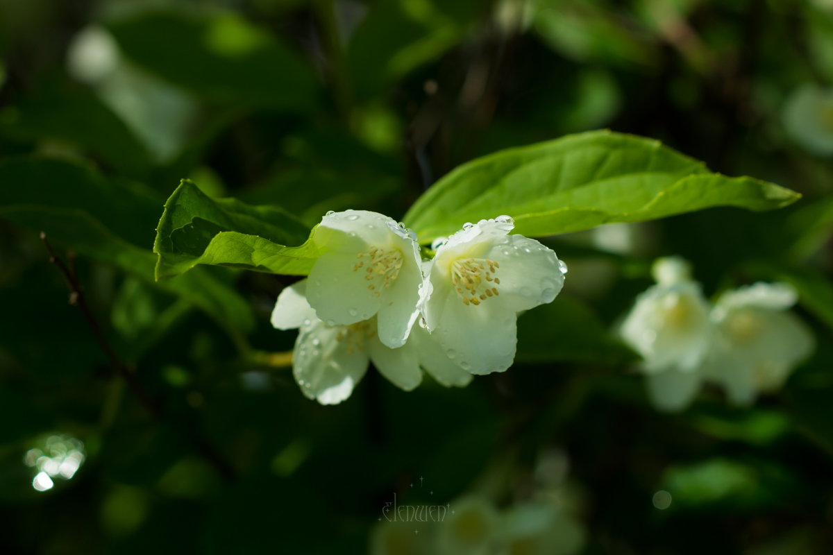 elena__volgina's tweet photo. 🌺 #PhiladelphusCoronarius #Philadelphus #Hydrangeaceae
#ЧубушникВенечный #Чубушник #Гортензиевые https://t.co/0YCF7PHPTl