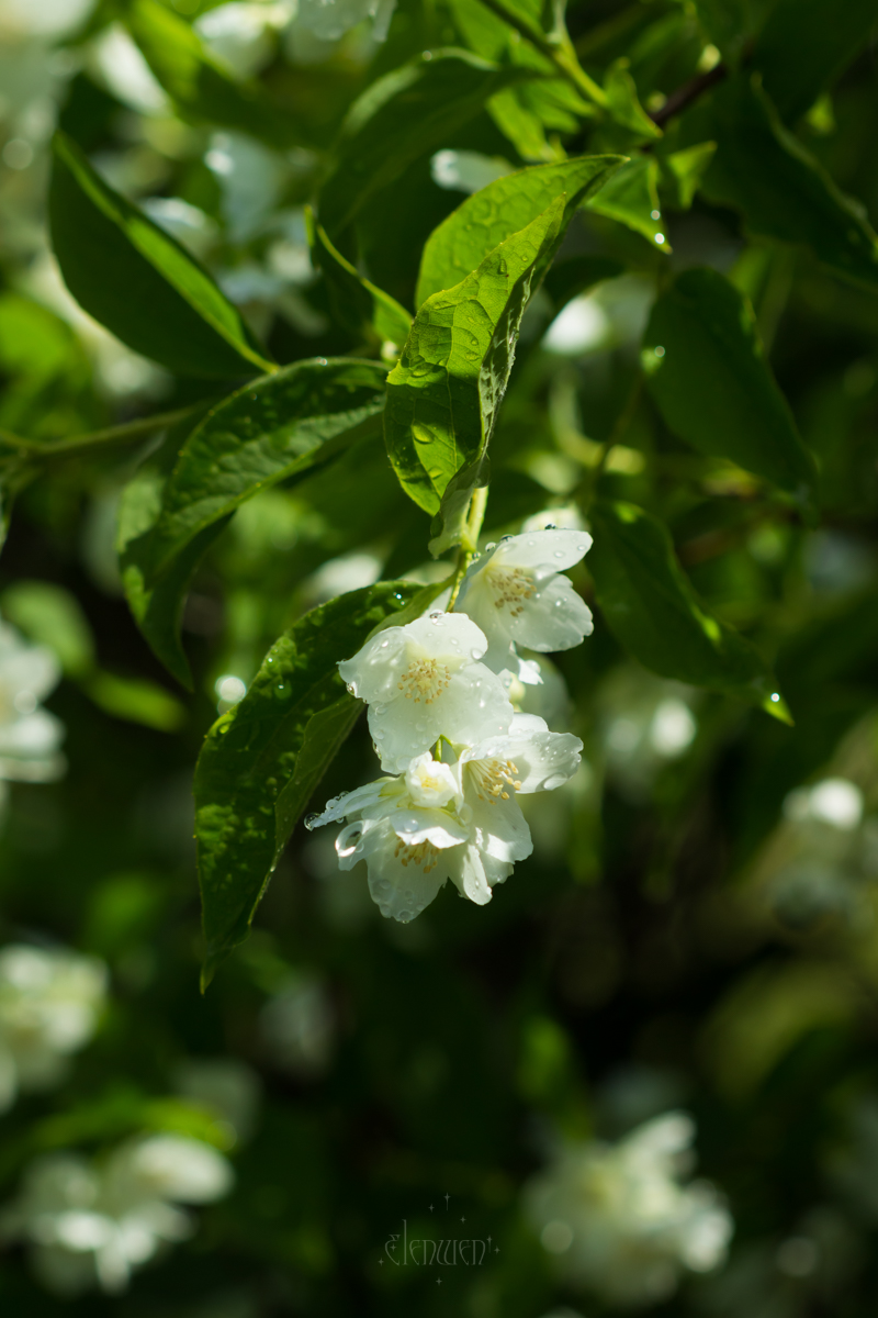 elena__volgina's tweet photo. 🌺 #PhiladelphusCoronarius #Philadelphus #Hydrangeaceae
#ЧубушникВенечный #Чубушник #Гортензиевые https://t.co/0YCF7PHPTl