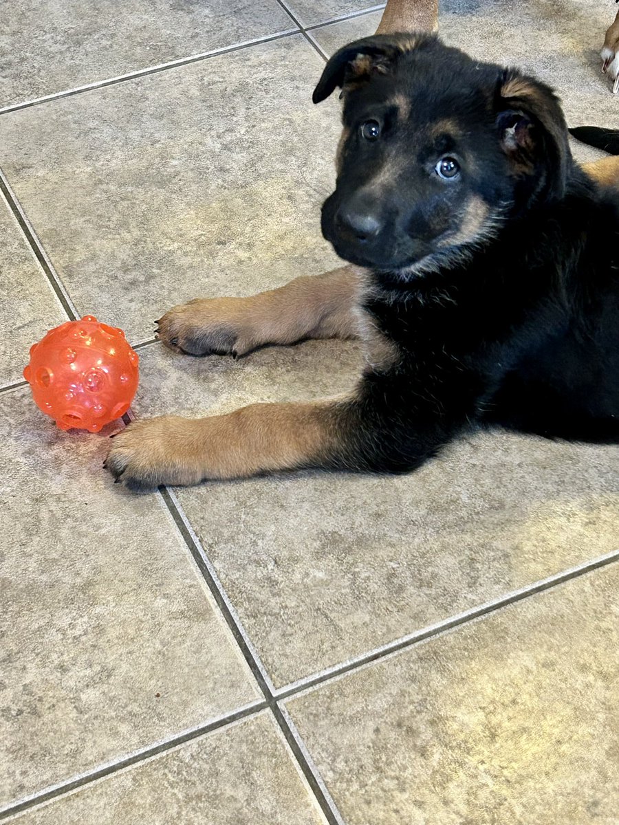 JodiG_Tweets's tweet photo. Good morning, from little miss Willow 💕🐾 #DogsofTwittter #dogsofNL #gsd https://t.co/qy51rXOtXG