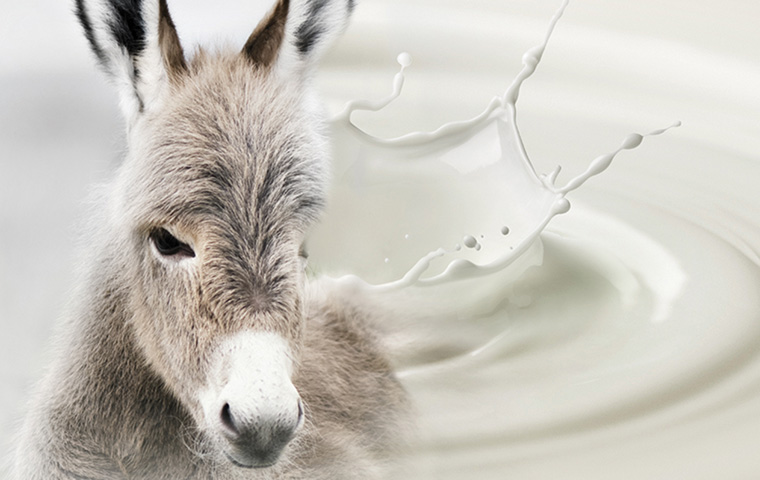 HowardMariar's tweet photo. The #global #donkey #milk #market #size was worth around #USD 29.4 million in 2021 and is estimated to grow to about USD 70.5 million by 2028, with a #CAGR of approximately 9.7 percent 

Read Full Info - https://t.co/i9xCTsMJcg

#share #growth #analysis #trends #demand https://t.co/lLO94pHvbZ