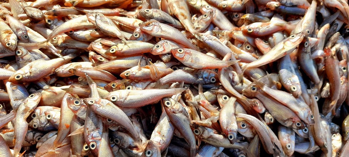 SamakiVillage's tweet image. Here are three reasons why you should include it in your diet:

#1Packed with Nutrients: Omena is a rich source of protein, omega-3 fatty acids, calcium, iron, and other essential vitamins and minerals. 

#2Good for Heart Health

#3Helps with Weight Loss