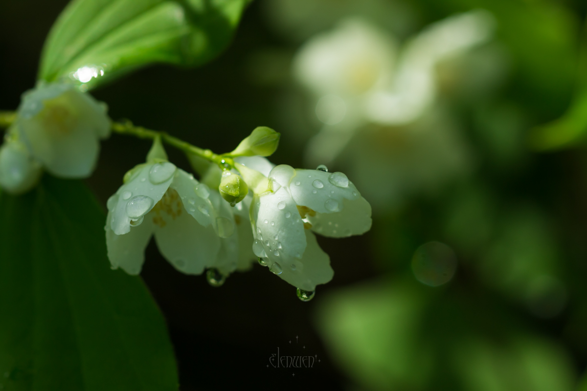 elena__volgina's tweet photo. 🌺🐝 #PhiladelphusCoronarius #Philadelphus #Hydrangeaceae
#ЧубушникВенечный #Чубушник #Гортензиевые https://t.co/1aZ1pYK4hl