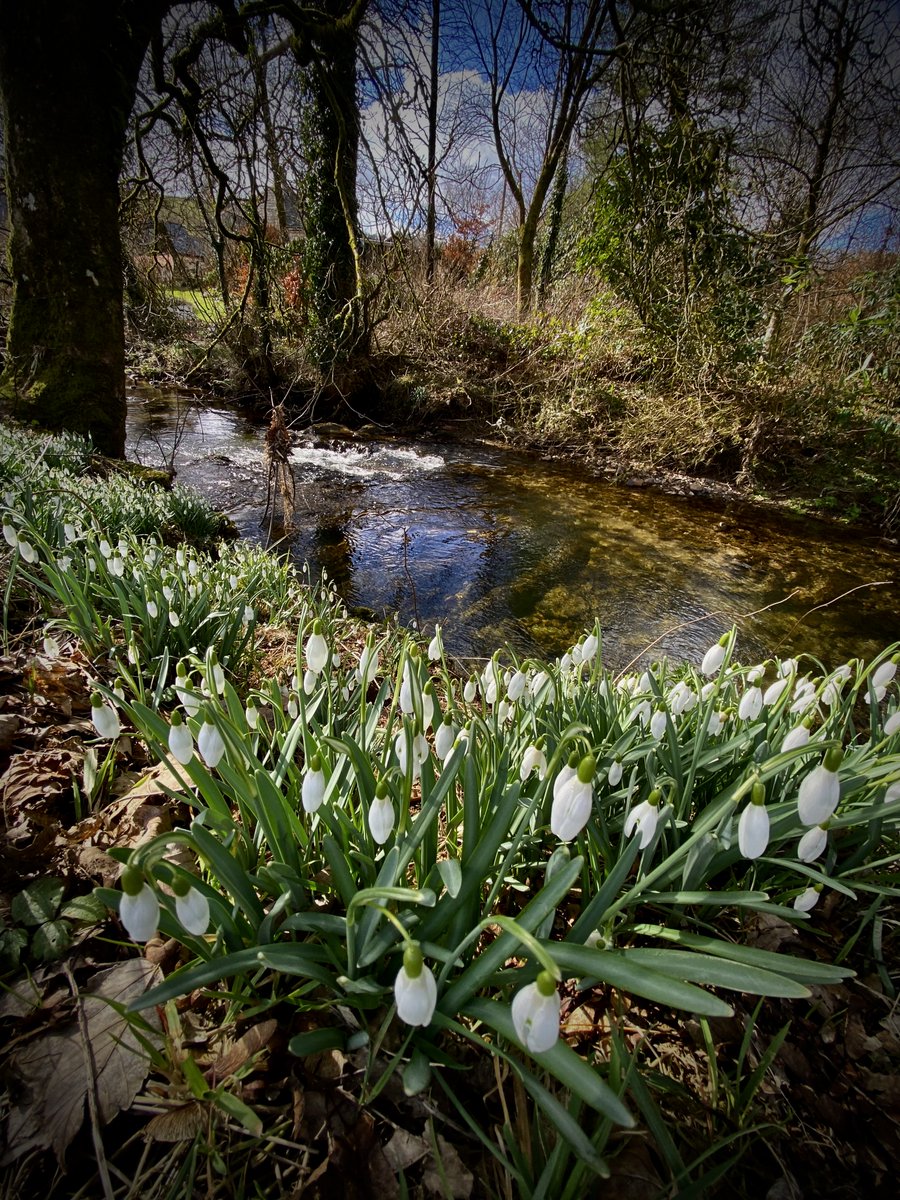 Exmoor snowdrops.
#snowdrops #wildflowers #winterwalks #nature #exmoor