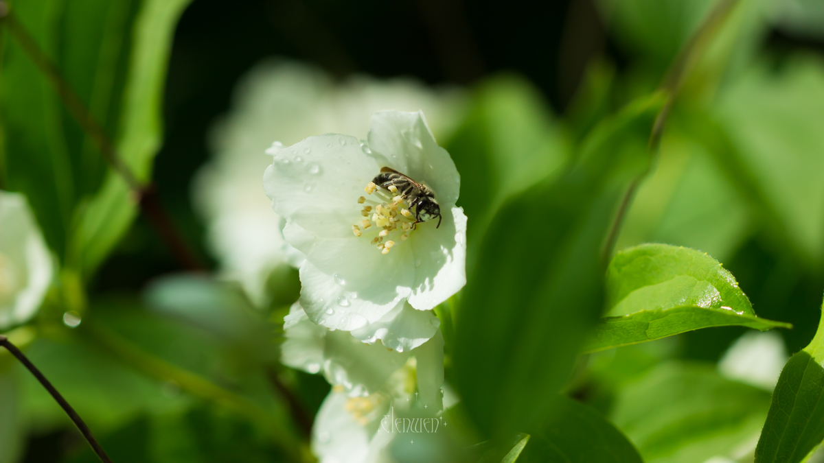 elena__volgina's tweet photo. 🌺🐝 #PhiladelphusCoronarius #Philadelphus #Hydrangeaceae
#ЧубушникВенечный #Чубушник #Гортензиевые https://t.co/1aZ1pYK4hl