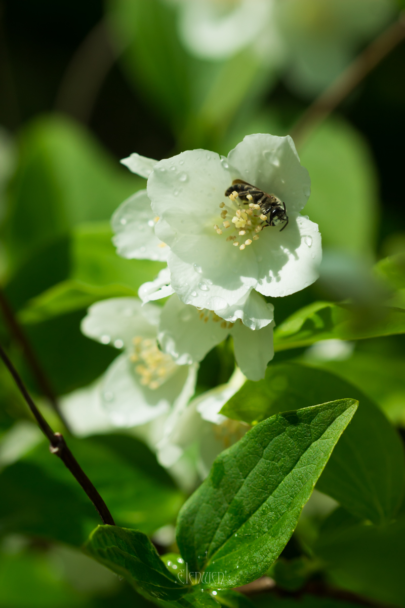 elena__volgina's tweet photo. 🌺🐝 #PhiladelphusCoronarius #Philadelphus #Hydrangeaceae
#ЧубушникВенечный #Чубушник #Гортензиевые https://t.co/1aZ1pYK4hl