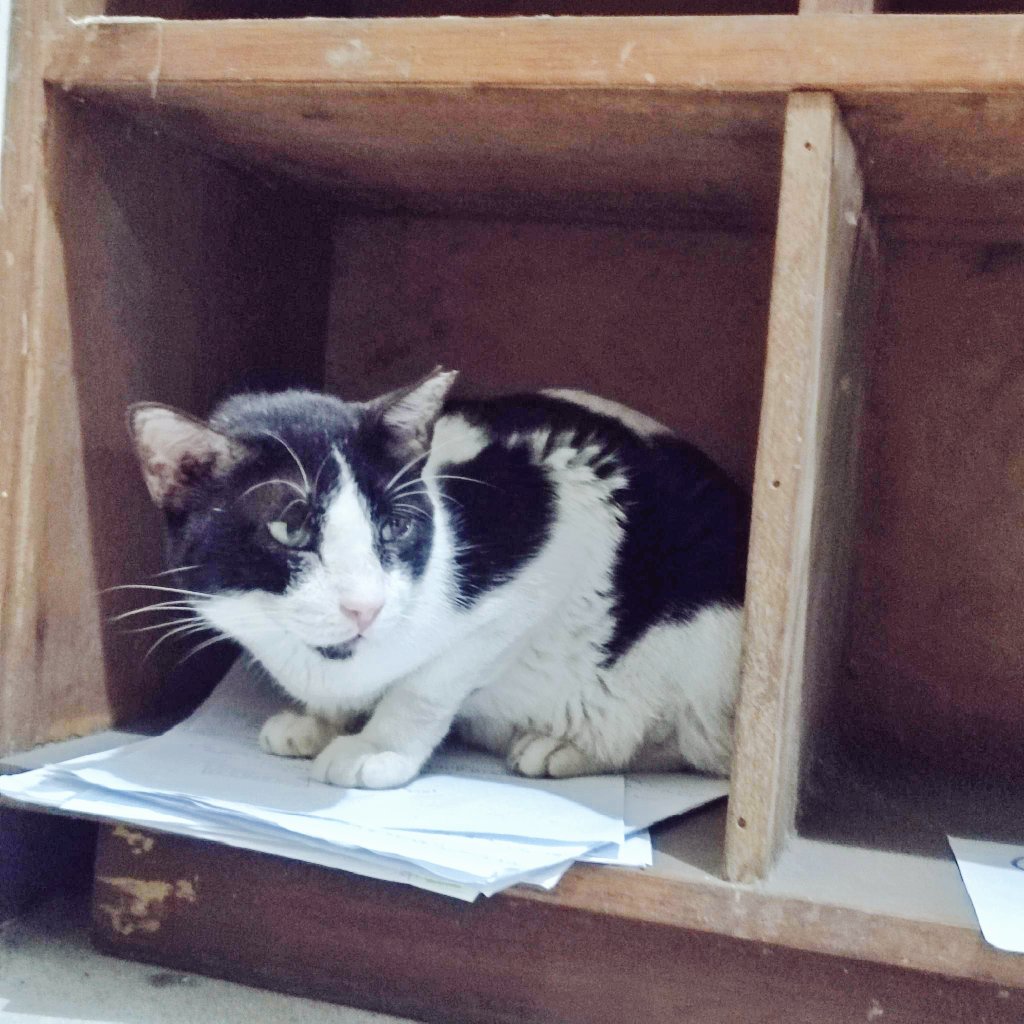 OurPao's tweet photo. He scratches the late submissions.

Our daily Pao-Pao, 28 Feb 2023 https://t.co/d2rMfSPX31