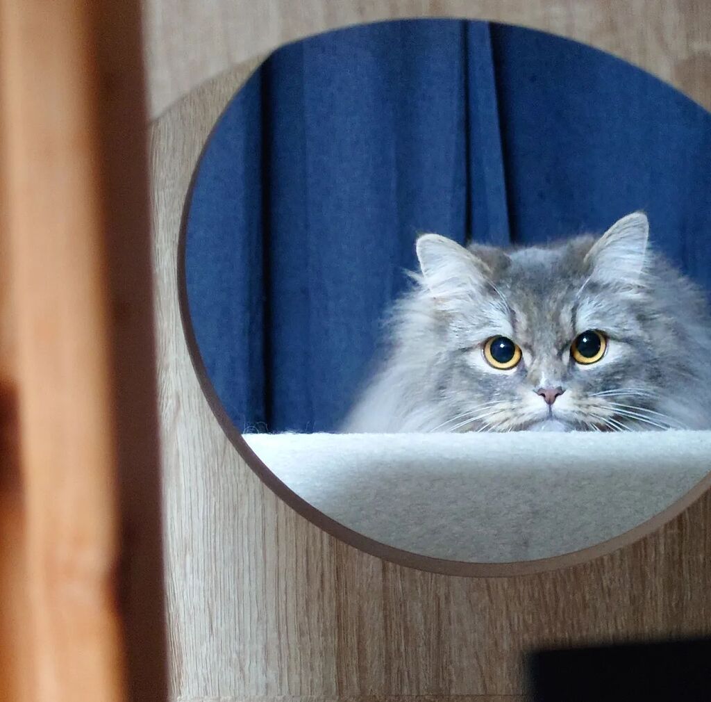 cat_rosmo's tweet photo. ○
#ロスモ #rosmo #猫 #cat #ねこすたぐらむ #catstagram #ねこ好きさんと繋がりたい #ノルウェージャンフォレストキャット #norwegianforestcat https://t.co/dx9vnLGF72 https://t.co/qQyiYU8eL1