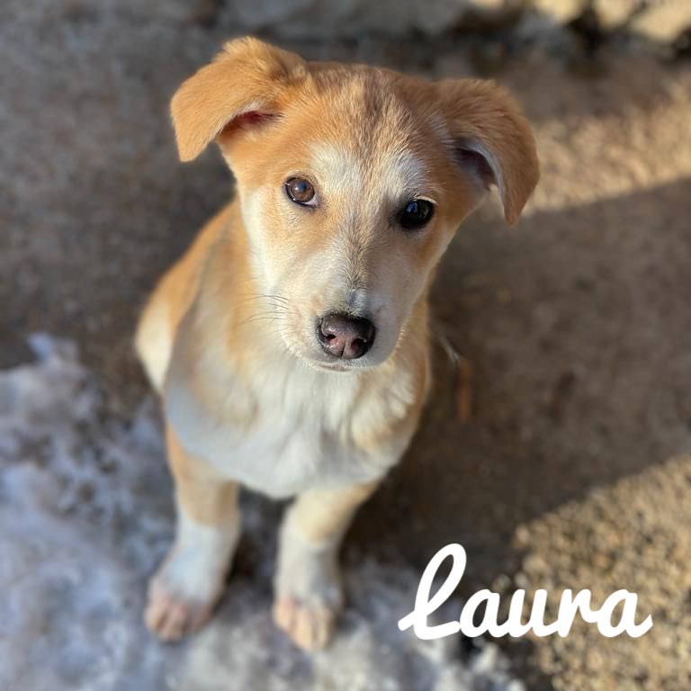 Street Hearts BG is at a crisis point. We have over forty #puppies in our care and very few applicants who wish to offer them a home. Meeting the needs of our puppies is both time-consuming and expensive. Our shelter is full and we're struggling to cope.