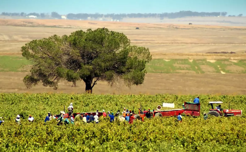 Department of Employment and Labour Minister, Thulas Nxesi Hikes Minimum Wage of Farmworkers and Domestic Workers. Go here: headtopics.com/za/south-afric… #EmploymentandLabour