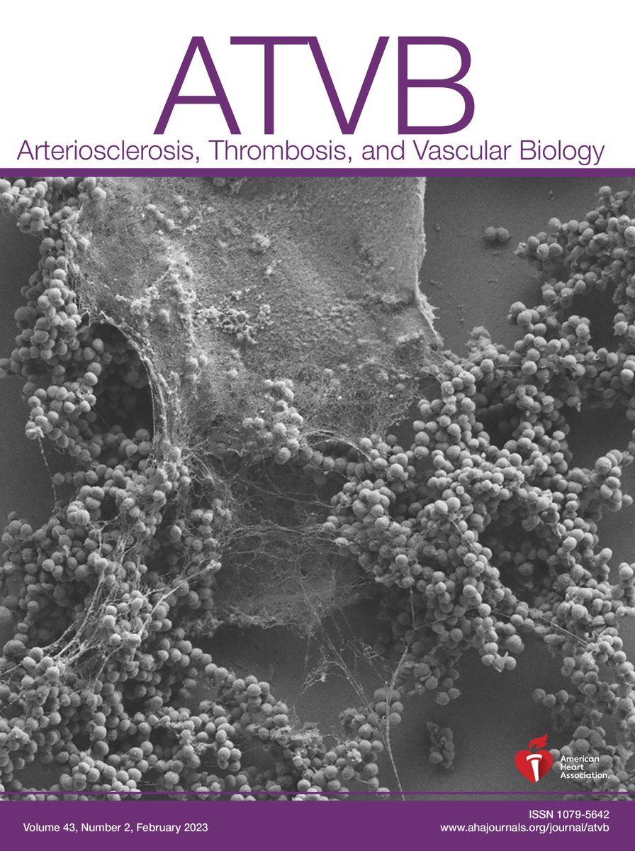 Kim Martinod (@kmartinod) on Twitter photo As the short month of February draws to a close, enjoying a final day of our cover selection at <a href="/atvbahajournals/">ATVB: An AHA Journal</a>, for our study on #neutrophils in S. aureus-driven infective #endocarditis. bit.ly/3SC90uY As the short month of February draws to a close, enjoying a final day of our cover selection at <a href="/atvbahajournals/">ATVB: An AHA Journal</a>, for our study on #neutrophils in S. aureus-driven infective #endocarditis. bit.ly/3SC90uY