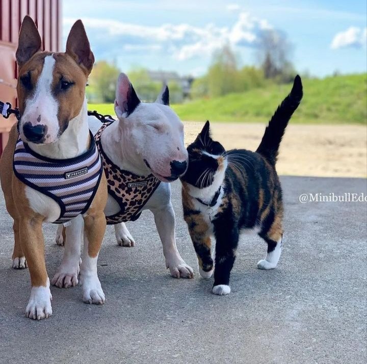 bullterrierdog (@bullterrierdog1) on Twitter photo 