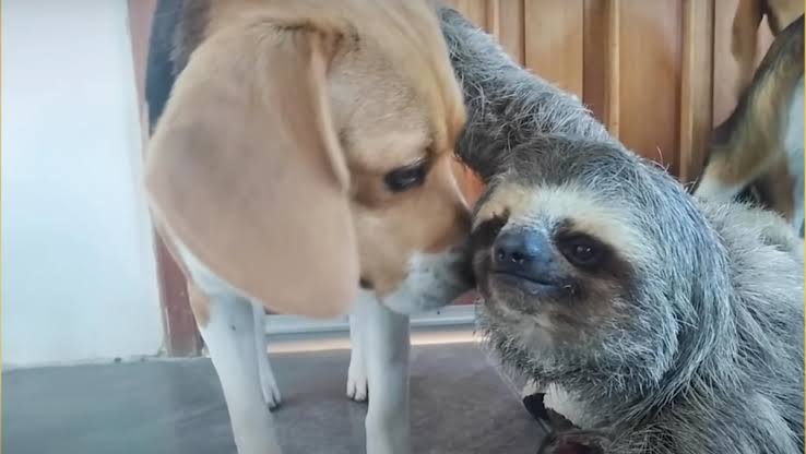 Slothgift's tweet photo. A Beagle befriended by a young sloth and now they snuggle 🥰

#slothlover #sloth #slothlife #art #slothart #graffiti #slothmerchandise #slothgiftshop #slothlove #slothsquad #painting #mural #muralart #sloths #slothgift #gift #slothnation #slothmode #slothswag #merchandise https://t.co/dKzSixcJha