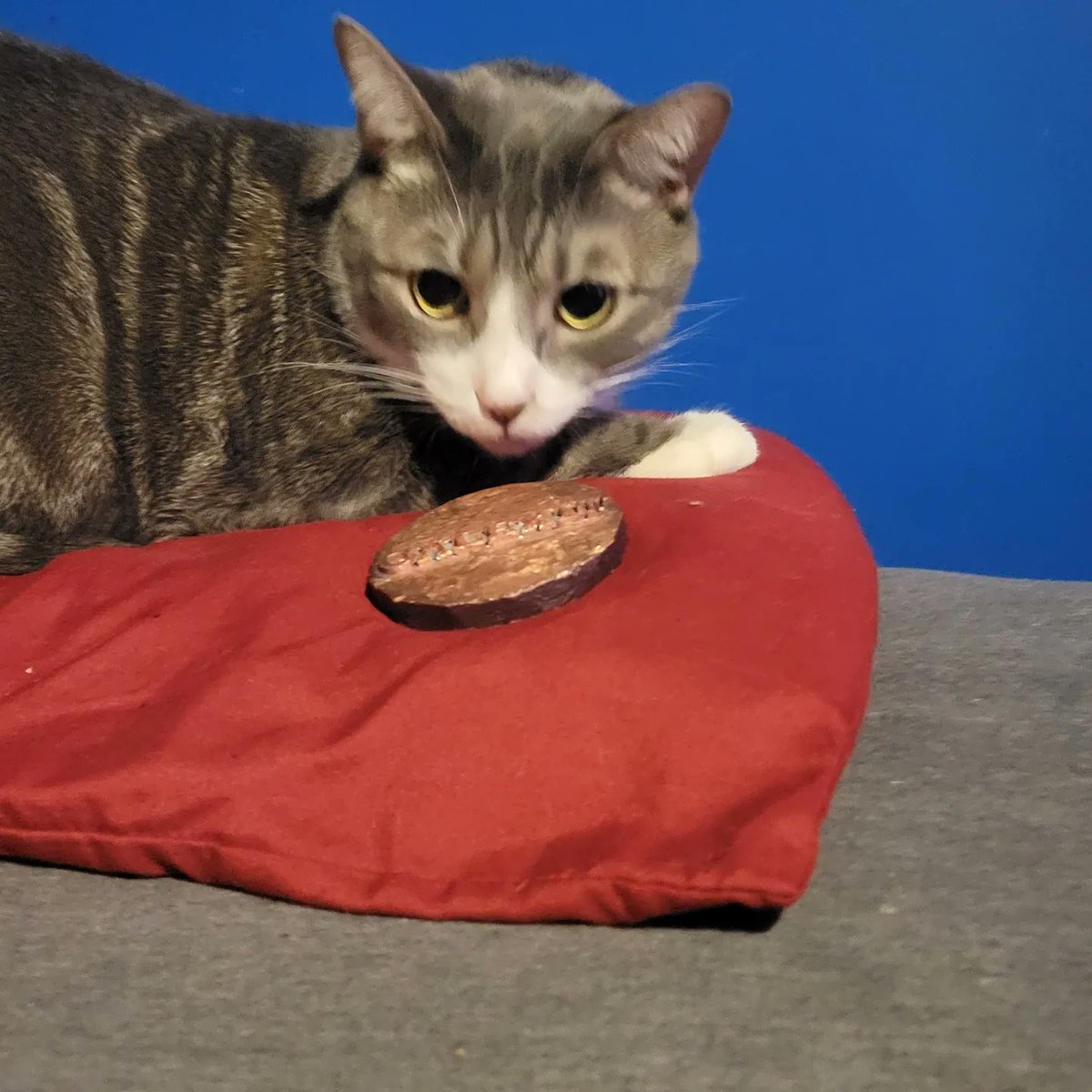 AeternianEmpire's tweet photo. Moondust posing with the first three Calexit coins for our clients at @CalexitLLC . What do yall think? #micronations #micronation #aeternia #metal #forge #melting #molten #business #metalcasting #cat #coins #customcoin #art #metalart https://t.co/58SAl9TC4a