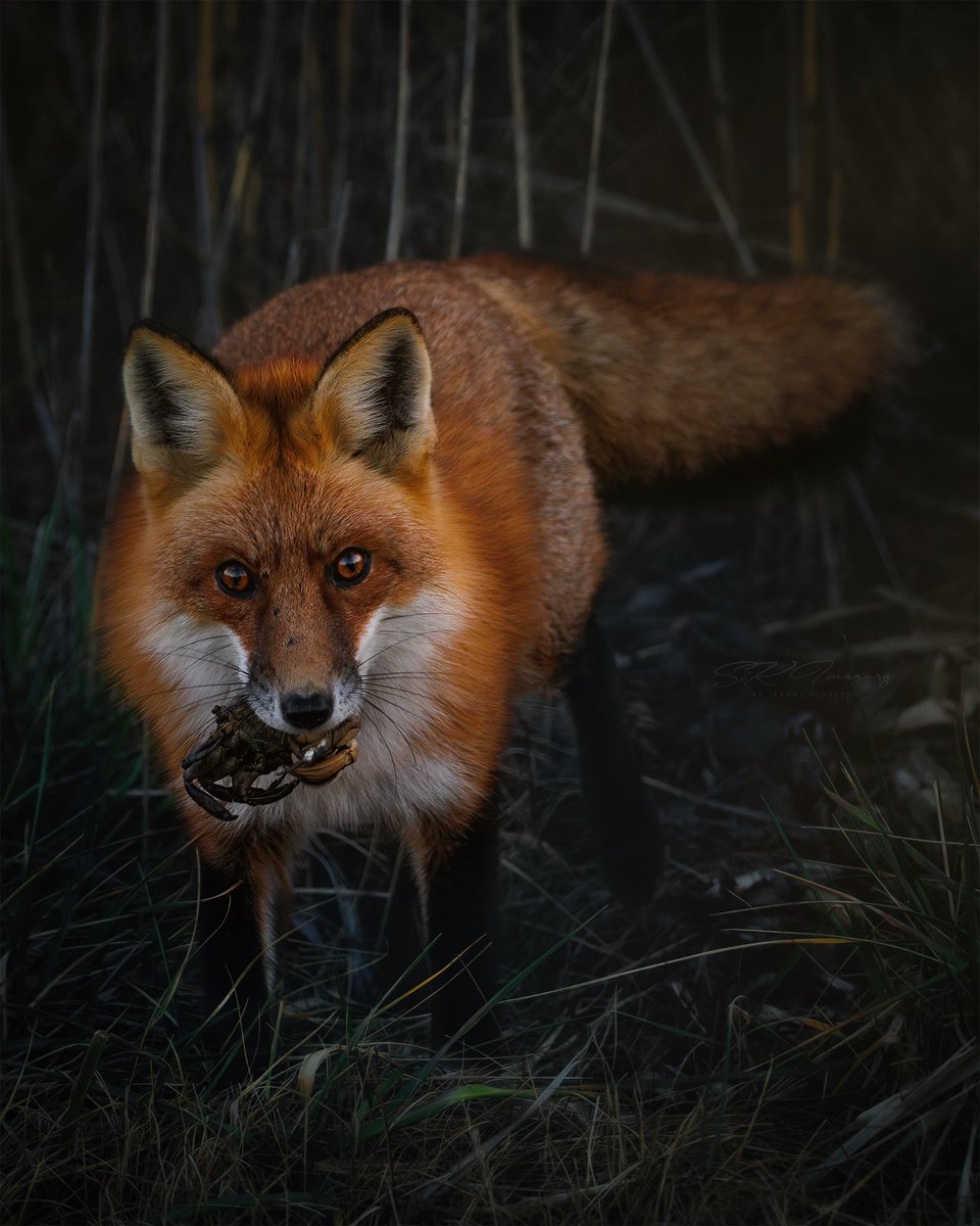 Hi all!👋🏽 Let’s see those amazing #animals!I got lucky with this #redfox. I was flying my drone and it just appeared in front of me! Picked up a crab, looked at me, and casually strolled away 🫠
Glad I had my big lens on my side!
Like/Comment &amp; #Retweet your fav #animalshots!
