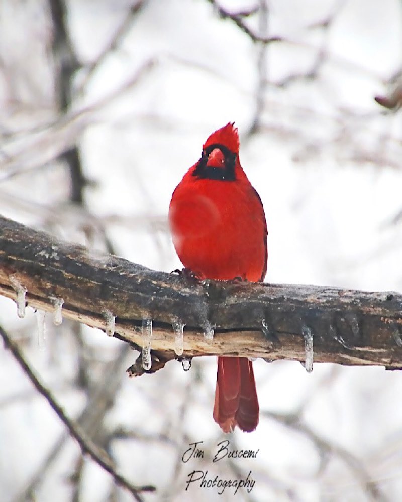 Jbusc33's tweet photo. #cardinals #birds #beauty #backyard #male #wildlife #wildlifephotography #upstateny #birdsofinstagram #birdsoftwitter #cardinalsofinstagram #shadesofred #audobonsociety #just_newyork #your_best_birds @News_8 @bhphoto @13WHAM #picturetokeep_weekly @news10nbc @shutterbugpix https://t.co/b6jaeerwrO