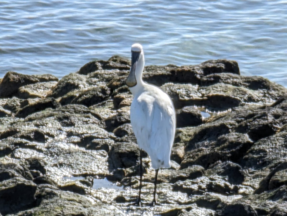 Eurasian Spoonbill?