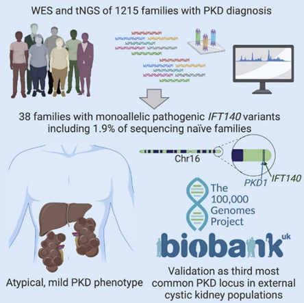 ckd_ce's tweet photo. 9) Monoallelic loss-of-function variants in #IFT140 have been shown to be associated with a mild #ADPKD phenotype characterised by large cysts, mild #kidney impairment and liver #cysts.
See π https://t.co/HzACYkEbml https://t.co/9ngfPOVbtU