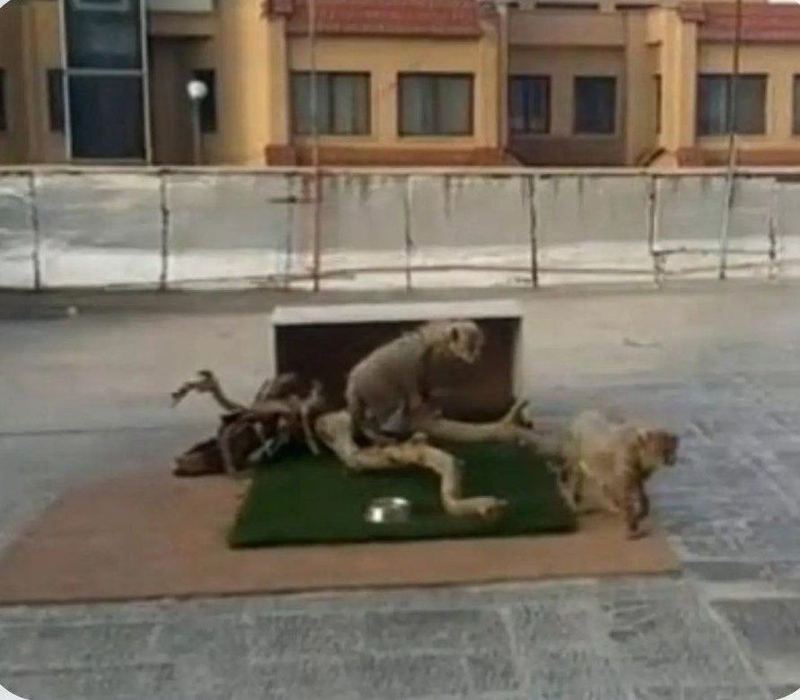 sonofniche's tweet photo. نگهداری آذر و توران دو توله یوز پیدا شده در طبیعت،‌ روی پشت بام سازمان محیط زیست سمنان با یک موکت و جعبه و یک شاخه درخت و چمن مصنوعی.
عرزشی حرومزاده حالا بیا بگو مرگ پیروز زیر سر ج.ا نیست...
#مهسا_امینی https://t.co/q46ZPlLk6c