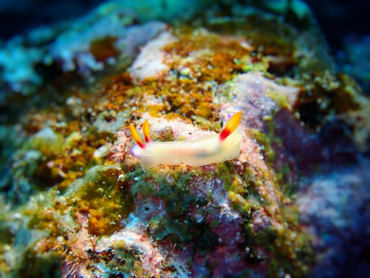 campfunamushi's tweet photo. 水中写真デビュー！
生き物系まとめ
#スキューバダイビング #ダイビング #沖縄 #久米島  #水中写真  #scuba #scubaphoto #scubadiving #padi #okinawa #underwater #photo #nudibranch #nature #natura #natural #ocean #seaslug https://t.co/ap42SN11Yp