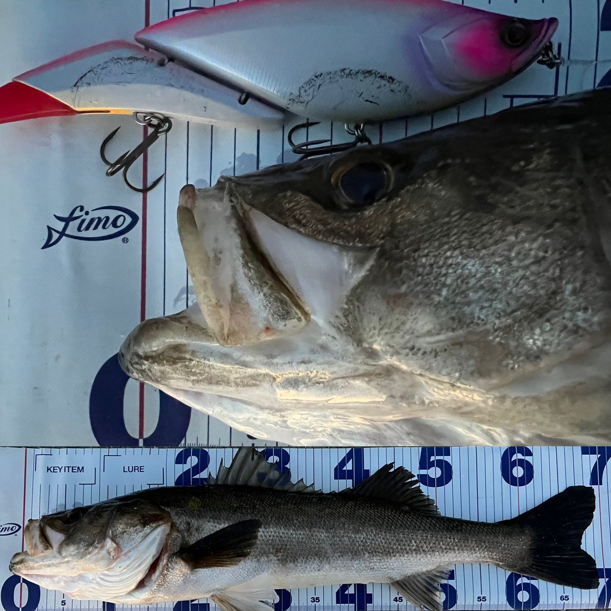 seabassstyle15's tweet photo. ・
今回もダヴィンチ240💪💪💪
BKKのSPEAR-21のフックがいい感じ🪝
#elements #エレメンツ
#ダヴィンチ #ダヴィンチ240
#bkk #spear21
#ビックベイト #ビックベイトシーバス
#広島シーバス #シーバス https://t.co/T2UFW2ddrd