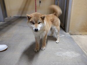 iWaFDUeWUTuqm9L's tweet photo. 迷子のワンちゃんが長崎県島原市下折橋町（島原IC）付近で保護です https://t.co/SlptJRHQrO
