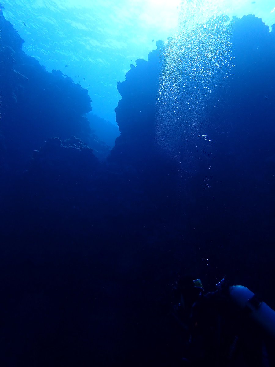 campfunamushi's tweet photo. 水中写真デビュー！
風景まとめ
#ス��ューバダイビング #ダイビング #沖縄 #久米島  #水中写真  #scuba #scubaphoto #scubadiving #padi #okinawa #underwater #photo #nudibranch #nature #natura #natural #ocean #seaslug https://t.co/rRo3eFVfCz