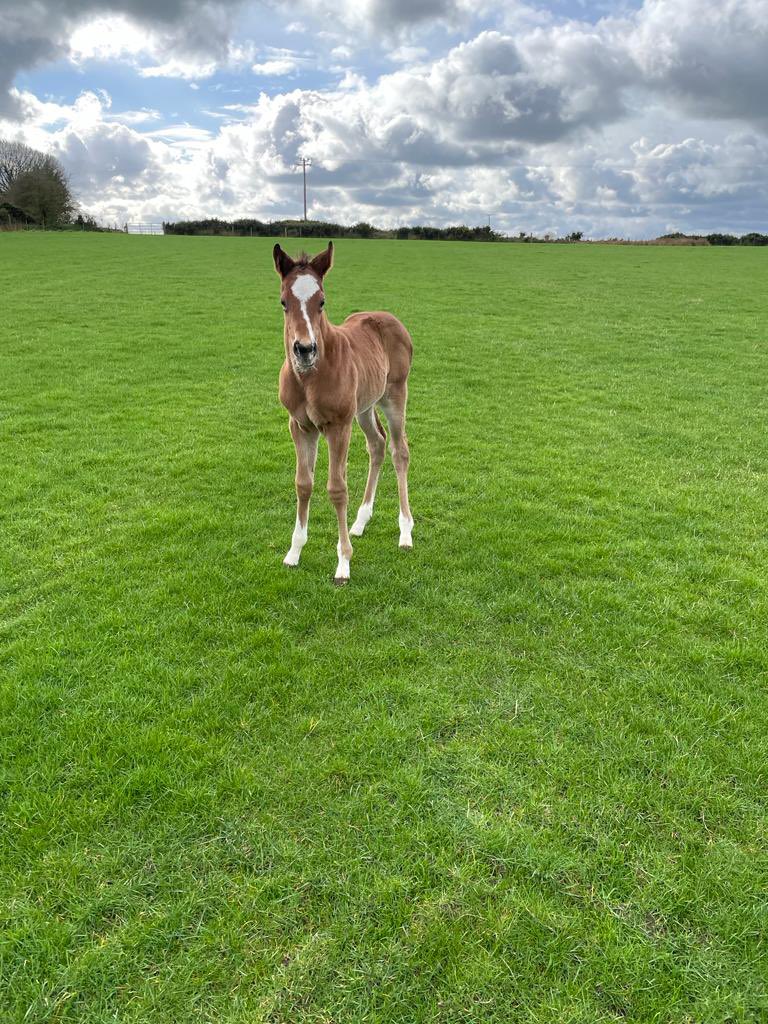 Alpha Play Bloodstock’s Toronado colt out of Miss Avonbridge, three time winner and Listed placed mare by Avonbridge for sale with foal at foot on @thorough_bid Friday 3rd March Lot. 33. #RPFoalGallery @rpbloodstock 

Miss Avonbridge  thoroughbid.co.uk/auction/Miss-A… #ThoroughBid