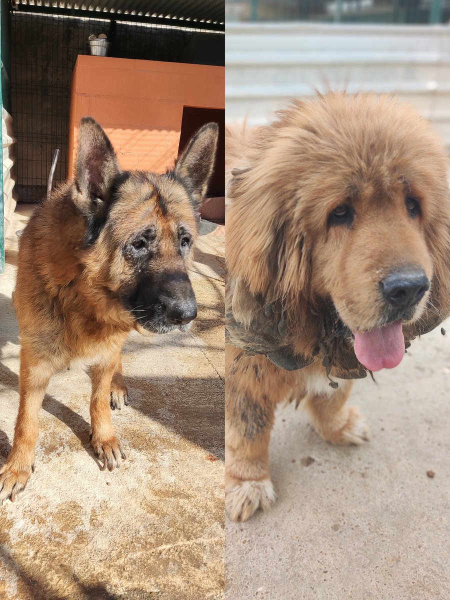 refugioescuela's tweet image. 🆘 #TANKE y #LEON 🆘

Dos nuevas incorporaciones al refugio, rescatados en condiciones lamentables, necesitamos ayuda para pagar sus gastos veterinarios. 
Para saber más, haz click en sus historias ⏬:
LEÓN
elrefugioescuela.com/leon-nuestro-m…
TANKE
elrefugioescuela.com/tanke-nuestro-…

#rescate #urgente